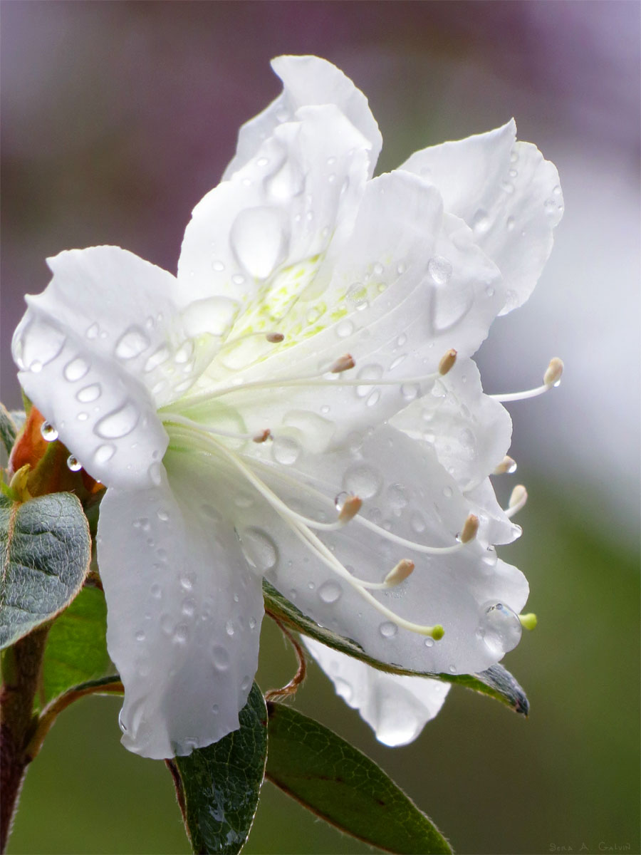 Rainy Day Azaleas