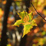 Little leaf dragon in flight