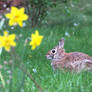 Rabbit and Daffodils