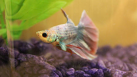 Betta Fish II.