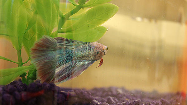 Betta Fish: III