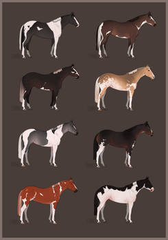 HORSE ADOPTS: Flashy White Patterns 7/8 available!