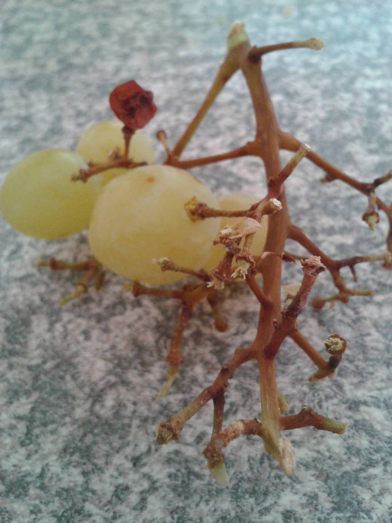 Grapes (3)