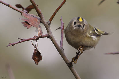 Goldcrest I