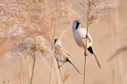 Bearded Reedling