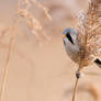 Bearded Reedling II