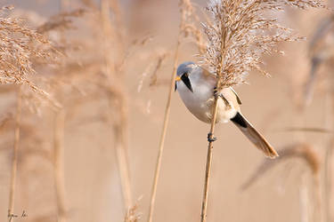 Bearded Reedling V