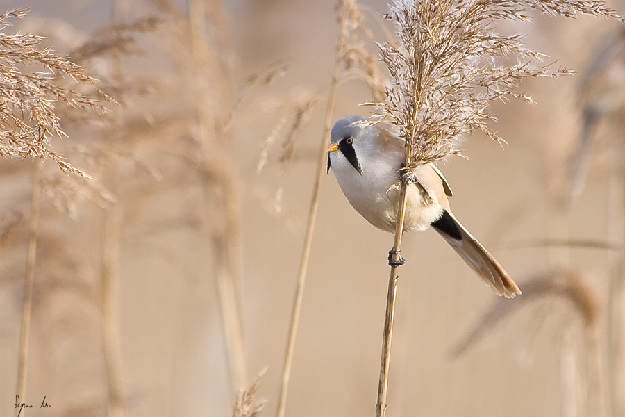 Bearded Reedling V