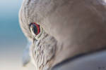 Macro of bird by SzymonMic