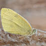 Butterfly in dew