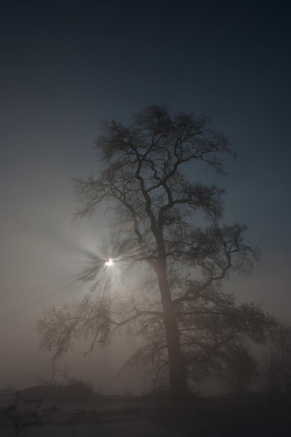 Tree, fog, rays and eclipse