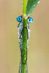 Blue eyes by SzymonMic