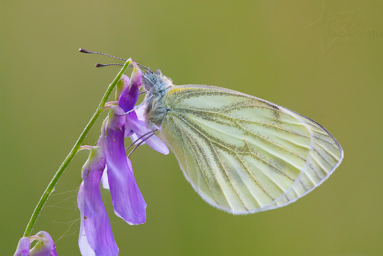 Green-veined White