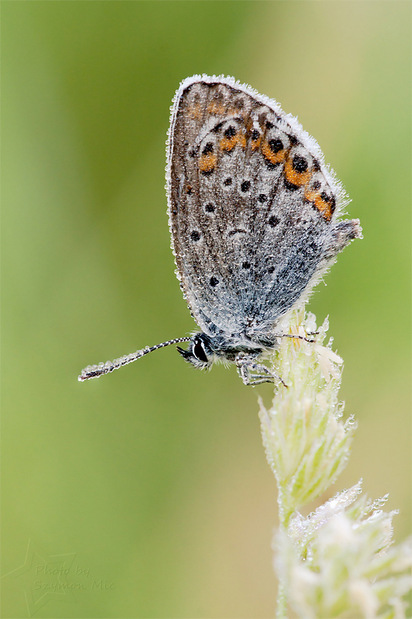 Polyommatinae