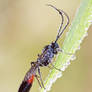 Sphecidae