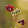 Dusky Cranesbill