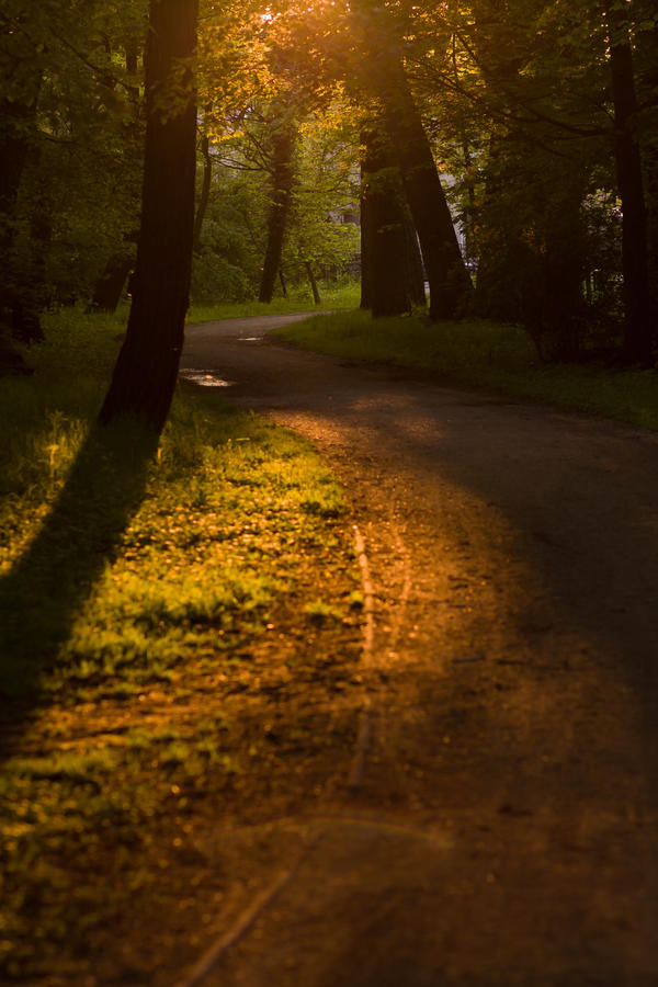 Path in the forest