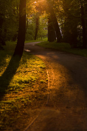 Path in the forest by SzymonMic