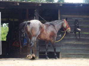 Appaloosa 1