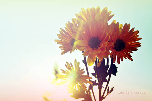 Sun Blotted Daisies