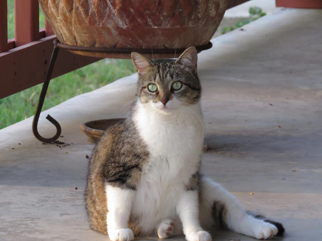 Ranch Cats 8 by HiddenYume-stock on DeviantArt