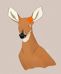 Marsh deer