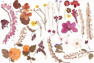 Pressed flowers stock