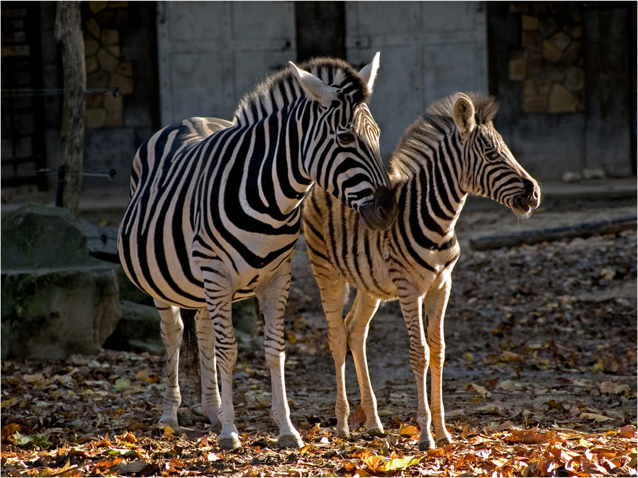 Zebra