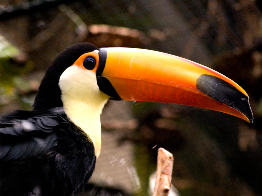 Tucan