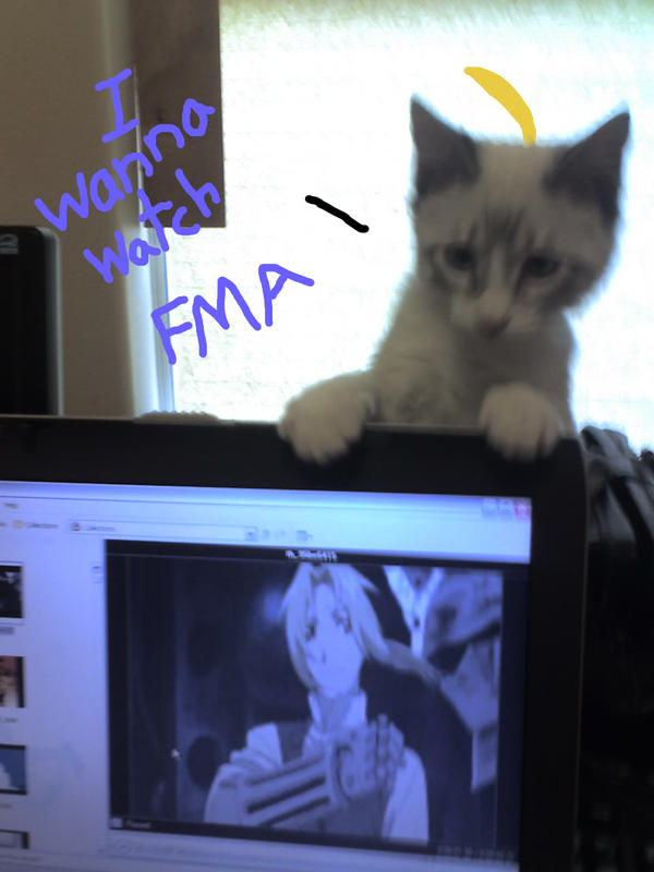 Kitty wants to watch FMA too