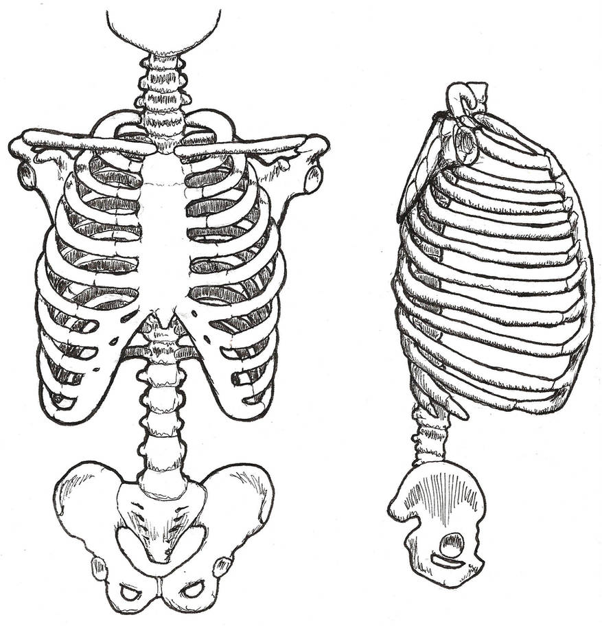 Сколько ребер у человека мужчины и женщины. Скелет грудной клетки ребра. Скелет туловища кости таза. Скелет туловища человека ребра. Скелет грудной клетки анатомия.