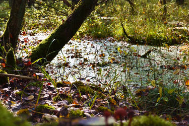 Forest floor