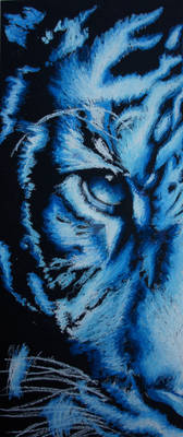 Tiger in Blue