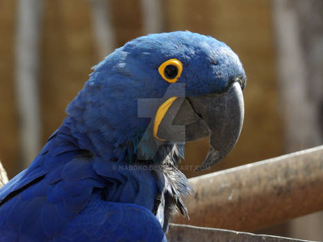 blue macaw