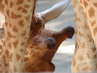 Giraffe 4