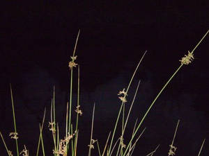 Reeds