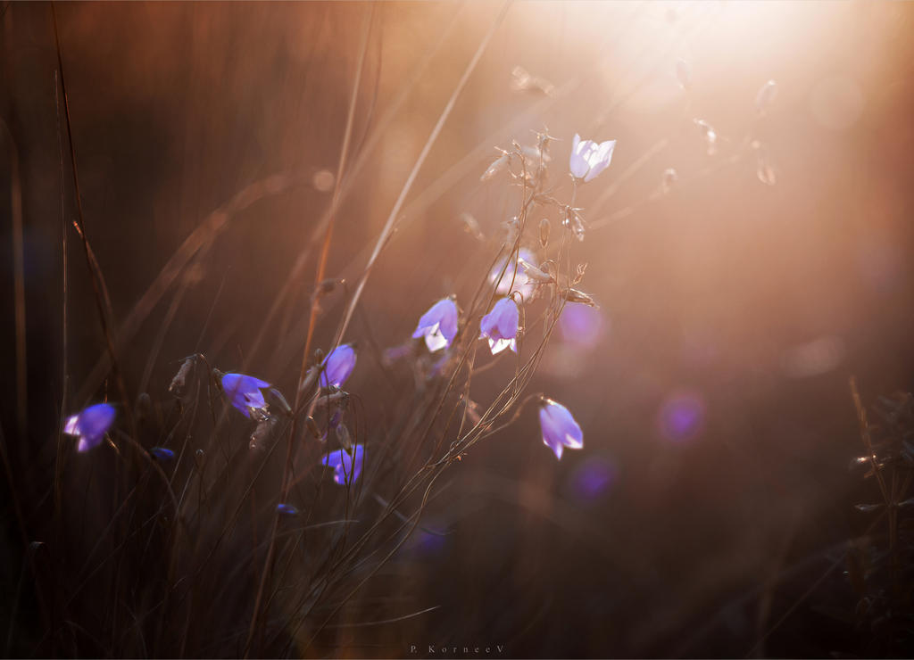 Evening song of the bells 3 by hitforsa Evening song of the bells 3 by hitforsa