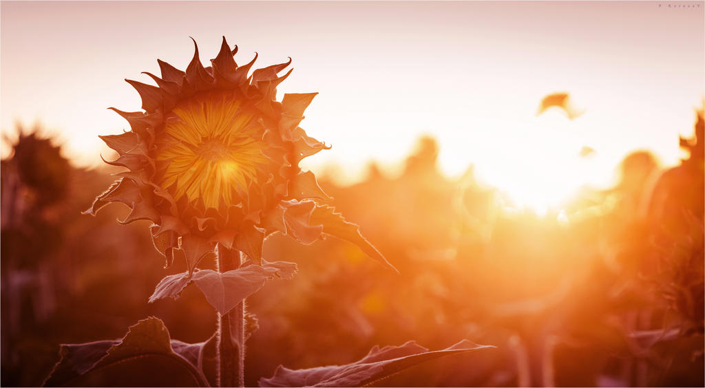 Sunset sunflower