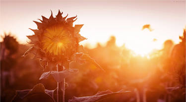 Sunset sunflower