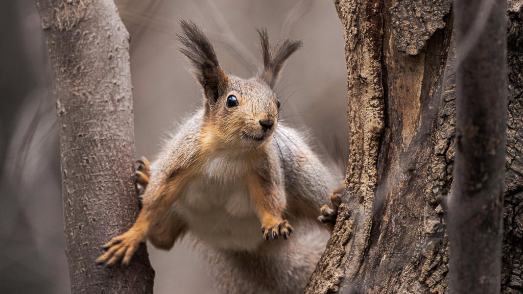 funny squirrel by hitforsa on DeviantArt