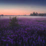 Night landscape with ivan tea