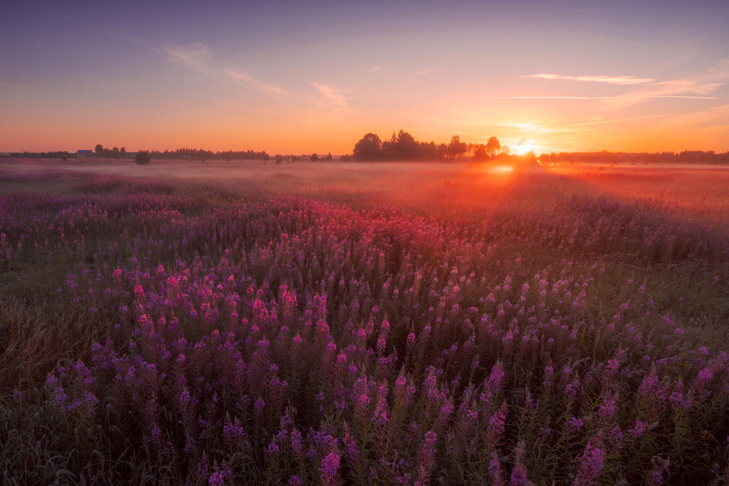 Dawn over the field of ivan tea
