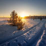 winter field