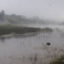 Morning with fog over the river