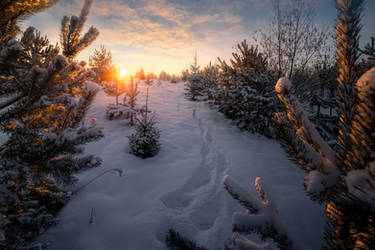 Way to the fabulous winter forest