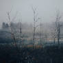 Autumn swamp