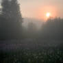 Simple morning in early June 2