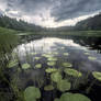River landscape in early June
