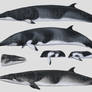 CETACEANS 3 - Minke whales