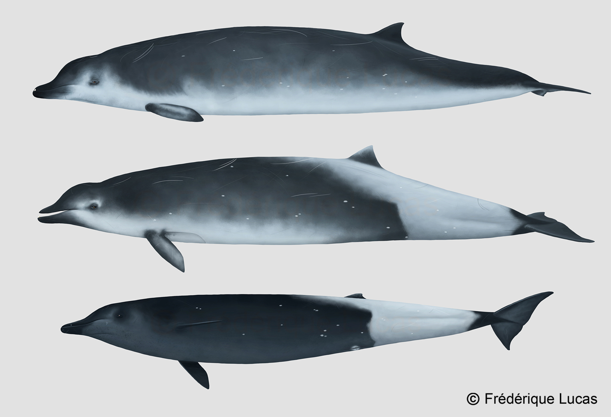 True's beaked whale